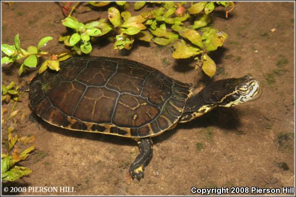 Chicken Turtle (Deirochelys reticularia)