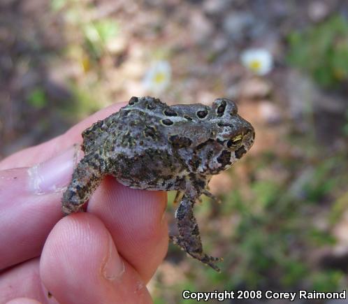 Eastern American Toad (Anaxyrus americanus americanus)