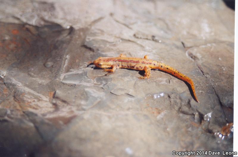 Broken-striped Newt (Notophthalmus viridescens dorsalis)