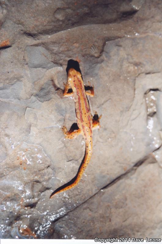 Broken-striped Newt (Notophthalmus viridescens dorsalis)