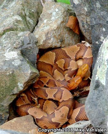 Northern  Copperhead (Agkistrodon contortrix mokasen)