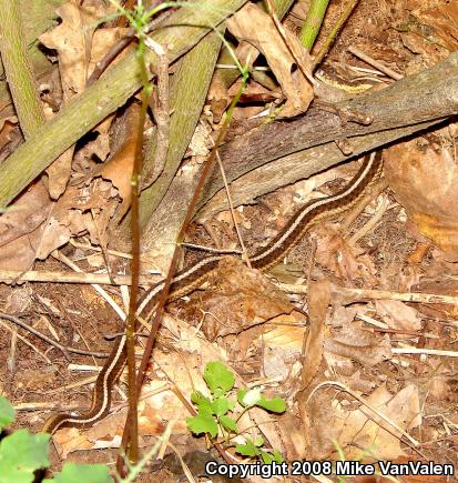 Eastern Gartersnake (Thamnophis sirtalis sirtalis)