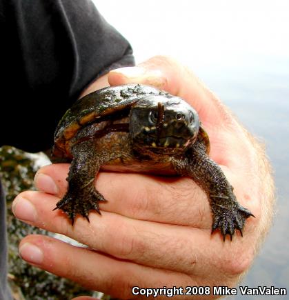 Eastern Musk Turtle (Sternotherus odoratus)