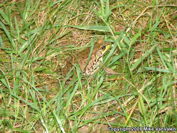 Northern Green Frog (Lithobates clamitans melanota)