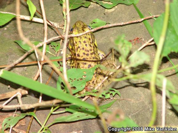 Northern Green Frog (Lithobates clamitans melanota)