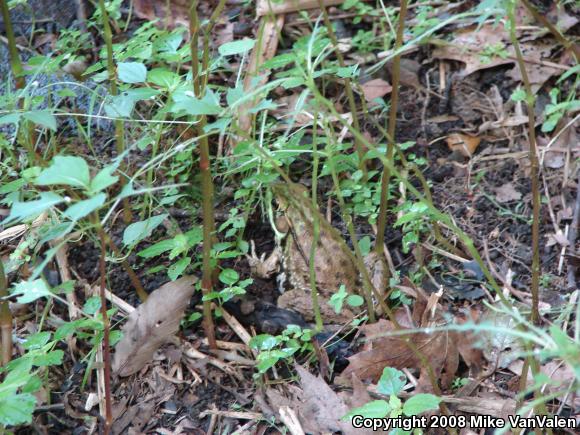 Northern Green Frog (Lithobates clamitans melanota)