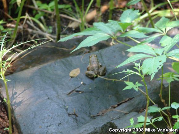 Northern Green Frog (Lithobates clamitans melanota)