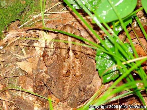 Eastern American Toad (Anaxyrus americanus americanus)