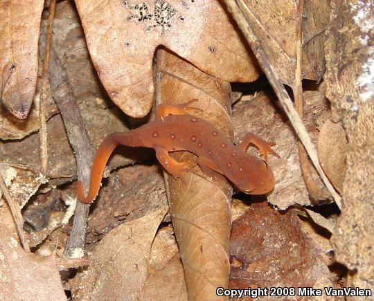 Red-Spotted Newt (Notophthalmus viridescens viridescens)