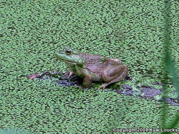 American Bullfrog (Lithobates catesbeianus)