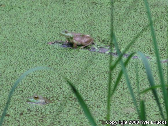 American Bullfrog (Lithobates catesbeianus)