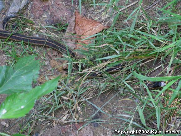 Eastern Gartersnake (Thamnophis sirtalis sirtalis)