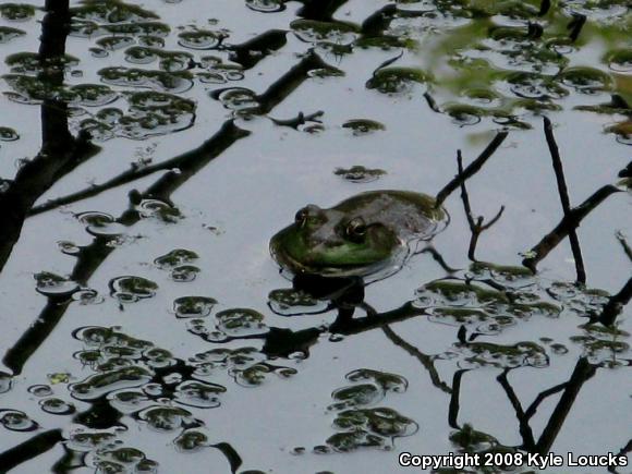 American Bullfrog (Lithobates catesbeianus)