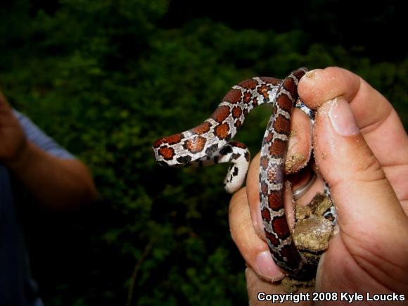 Eastern Milksnake (Lampropeltis triangulum triangulum)