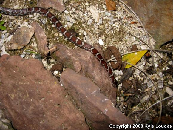 Eastern Milksnake (Lampropeltis triangulum triangulum)