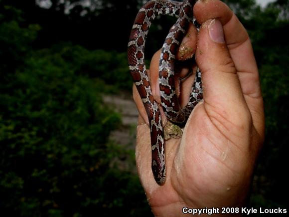 Eastern Milksnake (Lampropeltis triangulum triangulum)