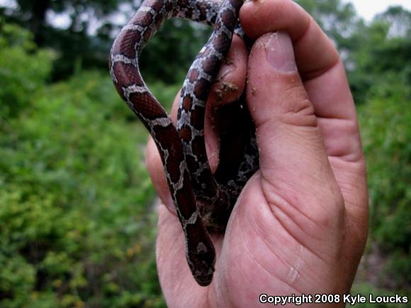 Eastern Milksnake (Lampropeltis triangulum triangulum)