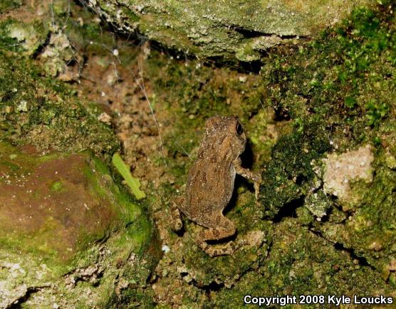 Fowler's Toad (Anaxyrus fowleri)