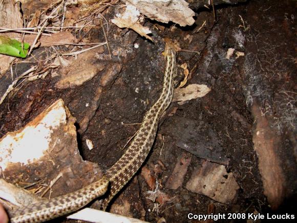 Eastern Gartersnake (Thamnophis sirtalis sirtalis)