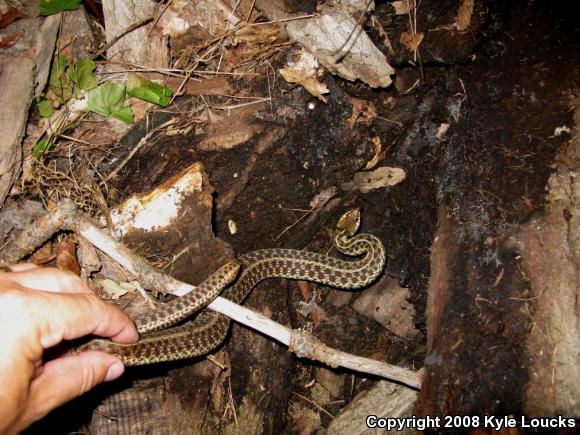 Eastern Gartersnake (Thamnophis sirtalis sirtalis)