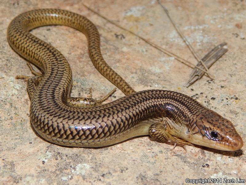 Variegated Skink (Plestiodon gilberti cancellosus)