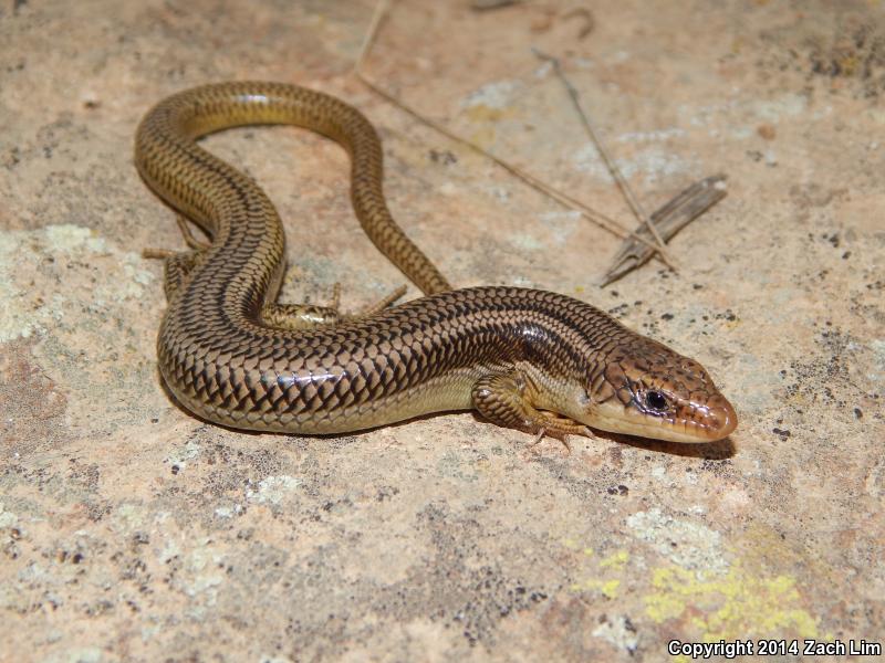 Variegated Skink (Plestiodon gilberti cancellosus)