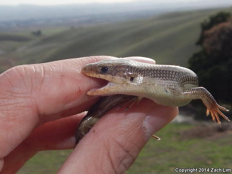 Variegated Skink (Plestiodon gilberti cancellosus)