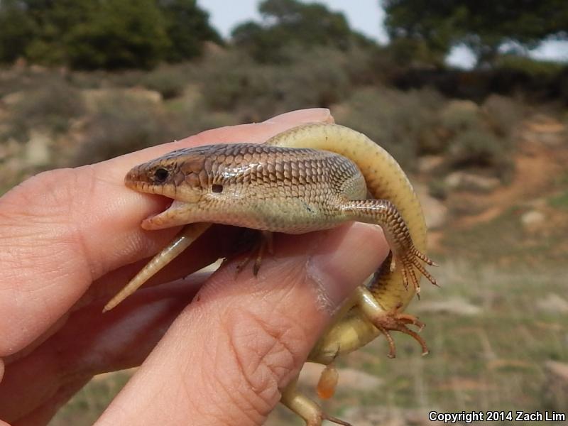 Variegated Skink (Plestiodon gilberti cancellosus)