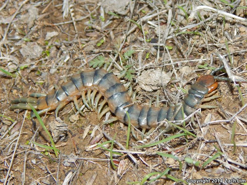 Variegated Skink (Plestiodon gilberti cancellosus)