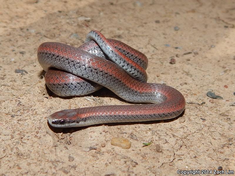 Variegated Skink (Plestiodon gilberti cancellosus)