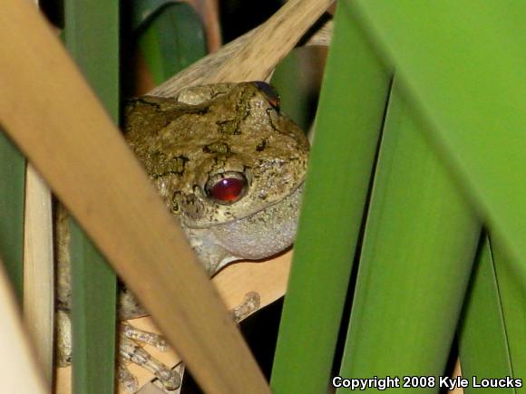 Gray Treefrog (Hyla versicolor)