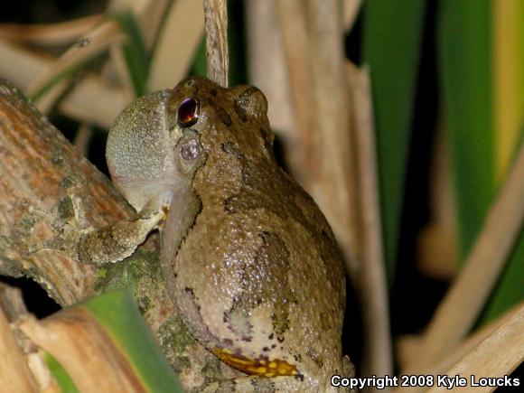 Gray Treefrog (Hyla versicolor)