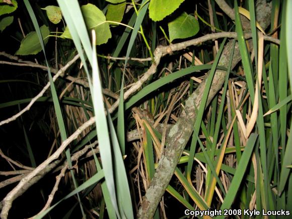 Gray Treefrog (Hyla versicolor)