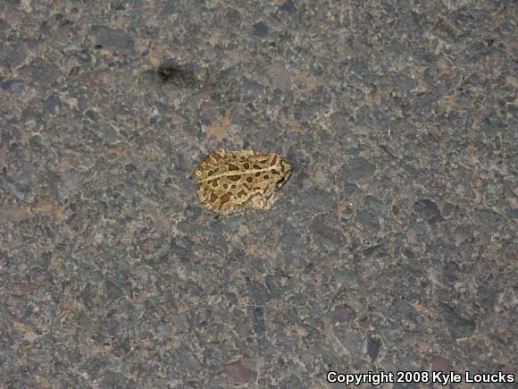 Fowler's Toad (Anaxyrus fowleri)