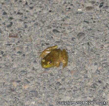 American Bullfrog (Lithobates catesbeianus)