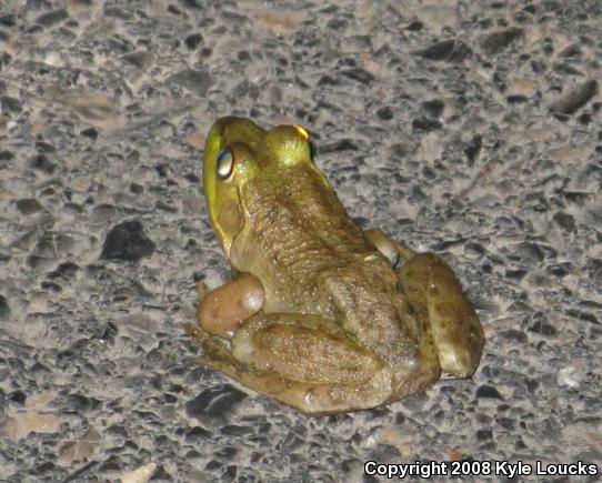 American Bullfrog (Lithobates catesbeianus)