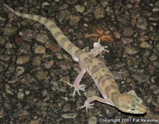 Desert Banded Gecko (Coleonyx variegatus variegatus)