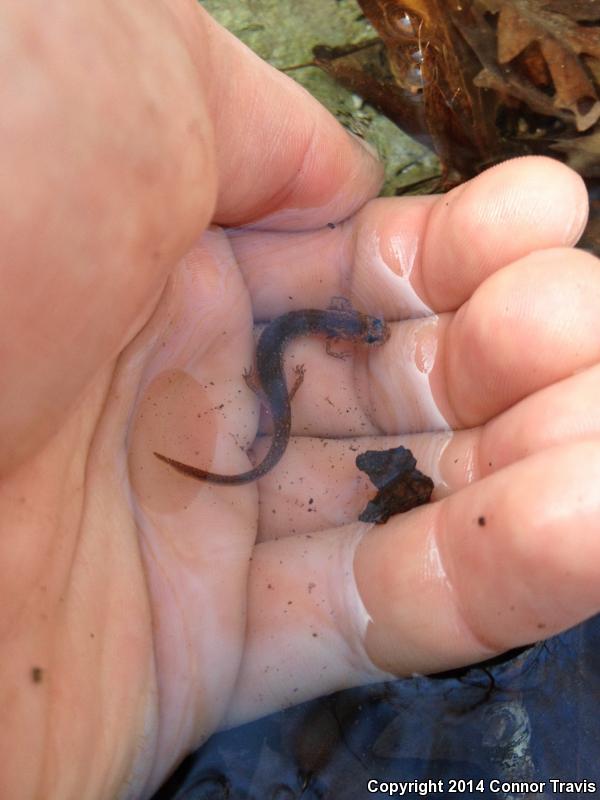 Texas Salamander (Eurycea neotenes)