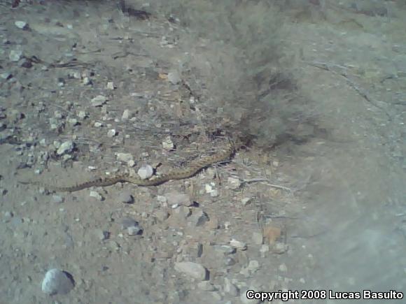 Great Basin Gopher Snake (Pituophis catenifer deserticola)