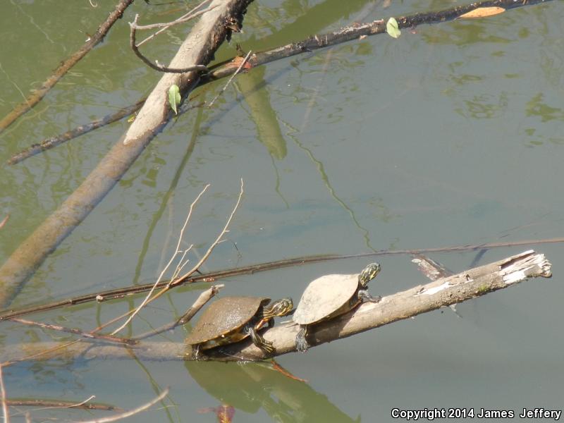 Alabama Red-bellied Cooter (Pseudemys alabamensis)