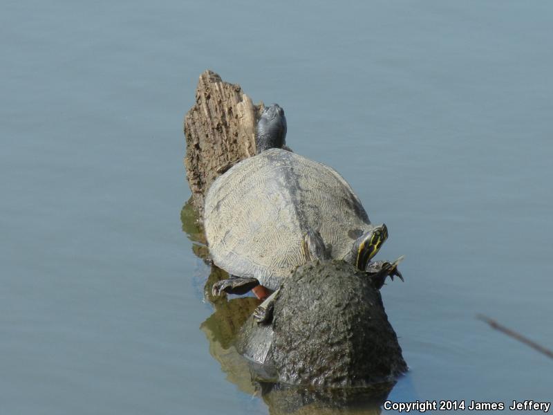 Alabama Red-bellied Cooter (Pseudemys alabamensis)