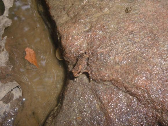 Eastern American Toad (Anaxyrus americanus americanus)