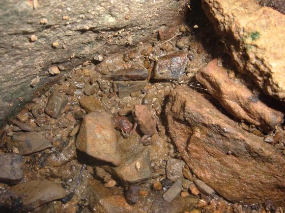 Eastern American Toad (Anaxyrus americanus americanus)