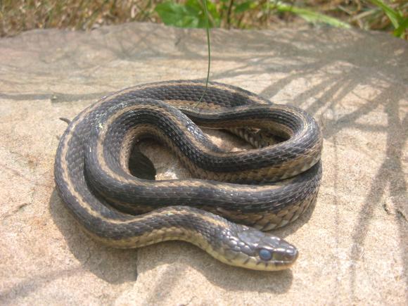 Eastern Gartersnake (Thamnophis sirtalis sirtalis)