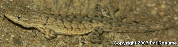 Western Long-tailed Brush Lizard (Urosaurus graciosus graciosus)