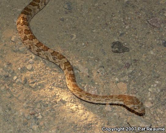 Baja California Lyresnake (Trimorphodon biscutatus lyrophanes)