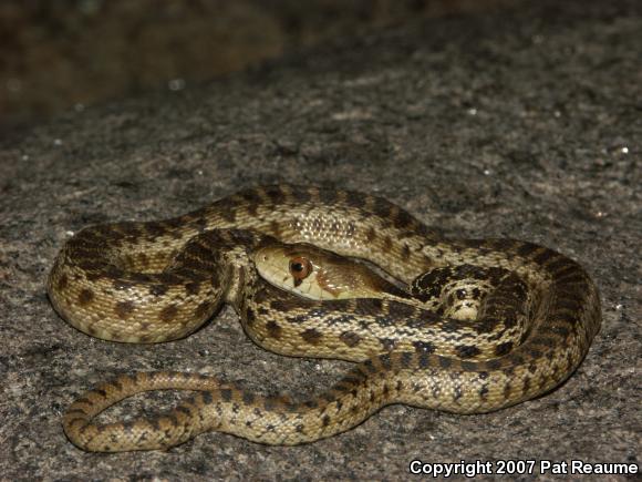 San Diego Gopher Snake (Pituophis catenifer annectens)