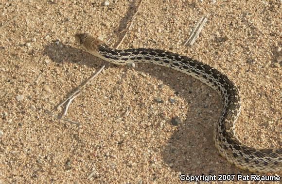 San Diego Gopher Snake (Pituophis catenifer annectens)