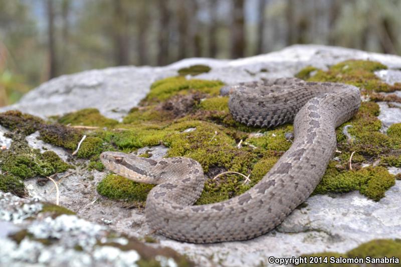 Mexican Dusky Rattlesnake (Crotalus triseriatus triseriatus)