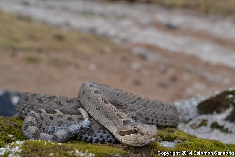 Mexican Dusky Rattlesnake (Crotalus triseriatus triseriatus)